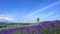 日本舔逼视频免费看日本一地6日游  境外旅游 6880元/人